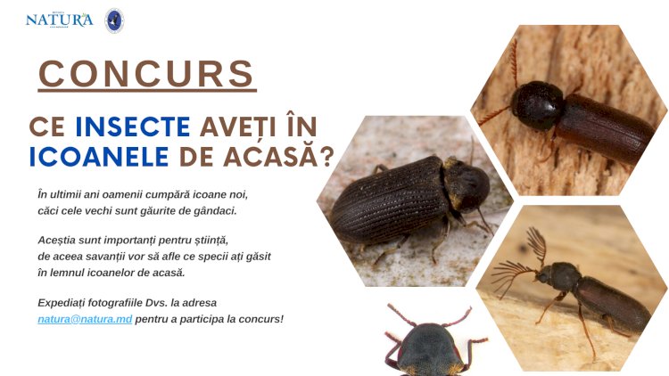 Ați găsit aceste insecte în icoanele din casă? Cariul lemnului de stejar și cariul lemnului de rășinoase