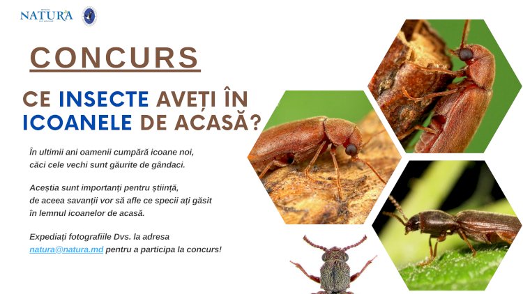 Cariul scoartei de pin și cariul de parchet: ați găsit aceste insecte în icoanele din casă?