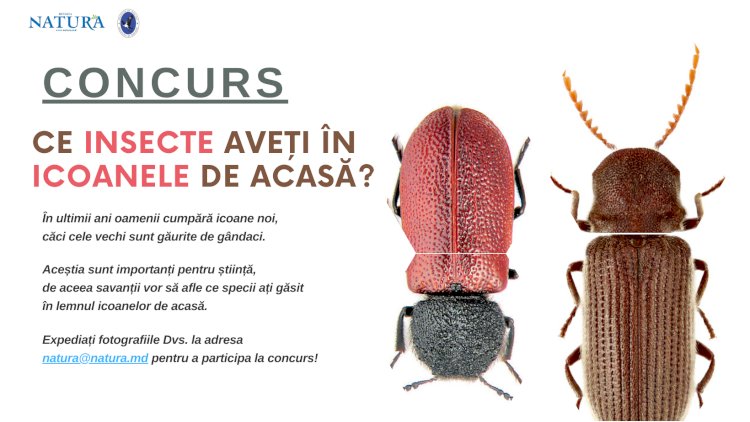 Ați găsit aceste insecte în icoanele din casă?