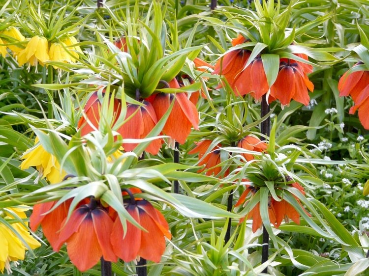 Floarea Paştelui (Fritillaria)