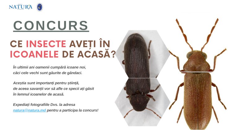 Ați găsit aceste insecte în icoanele din casă?