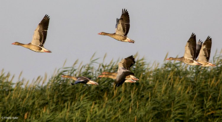 Cum se pregătesc păsările sălbatice de migrația de toamnă