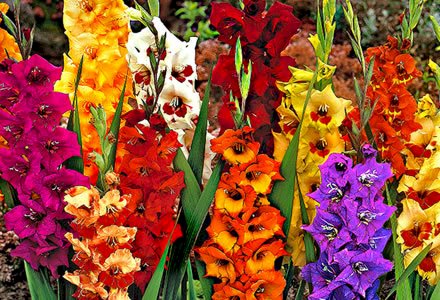 Gladiola, regina lunii lui cuptor