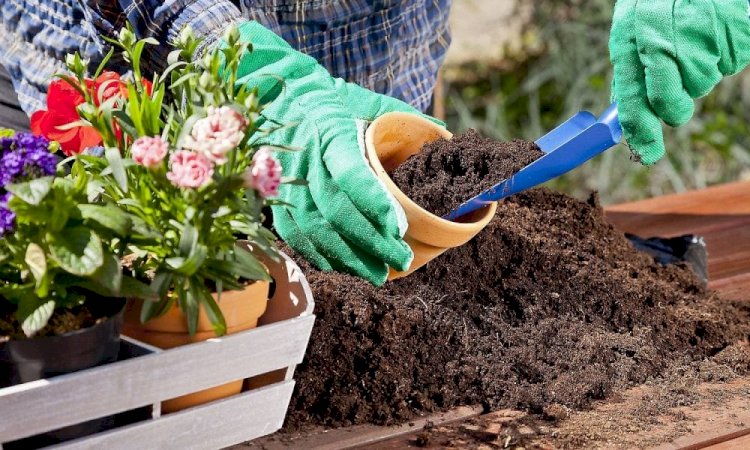 Lucrări importante în curte şi în grădină, în luna august