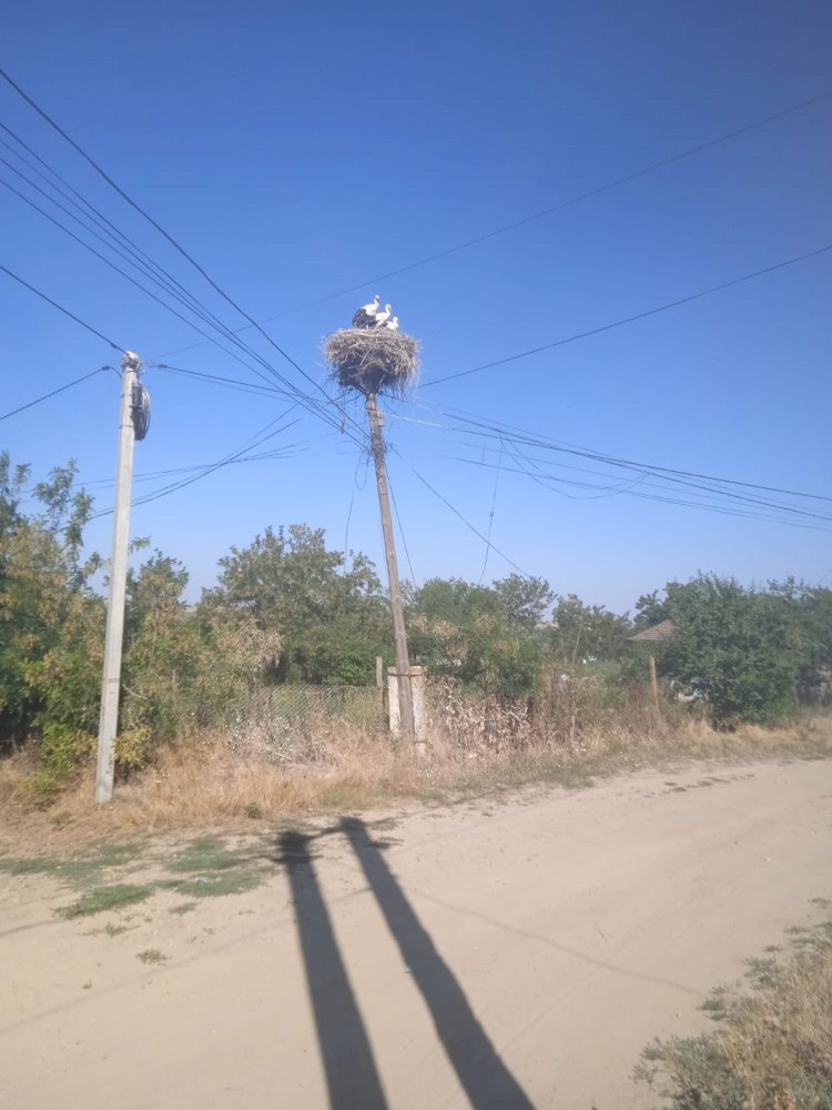 Pasăre, ca un arhitect