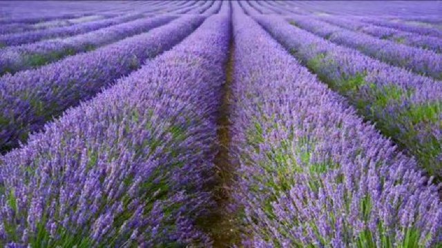 Levănțica, simbol al aromelor și amintirilor
