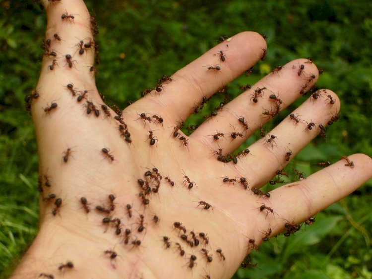Regulile de aur ale bunicii