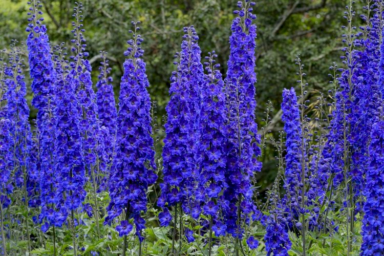 Delphinium, o plantă elegantă