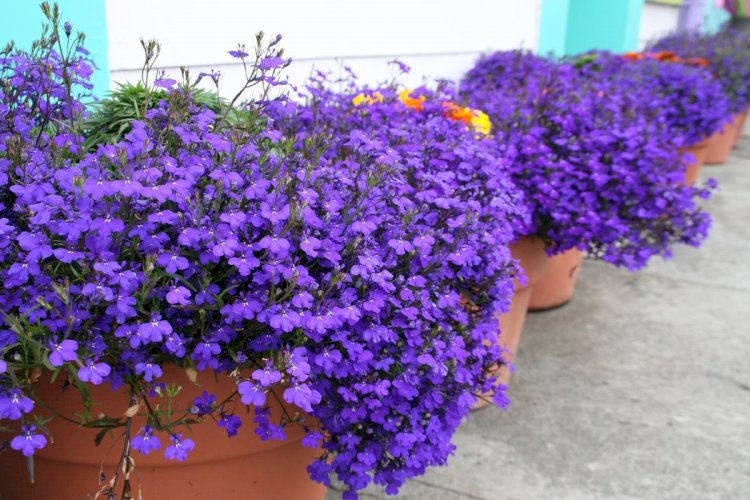 Lobelia curgătoare albastră
