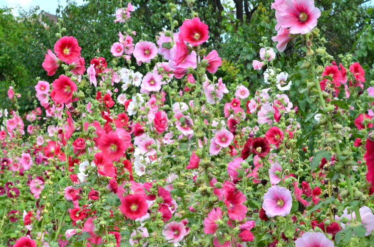 Nalba de grădină (Alcea rosea): îngrijire, înmulțire
