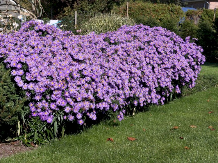 Steluța de toamnă (Aster dumosus)
