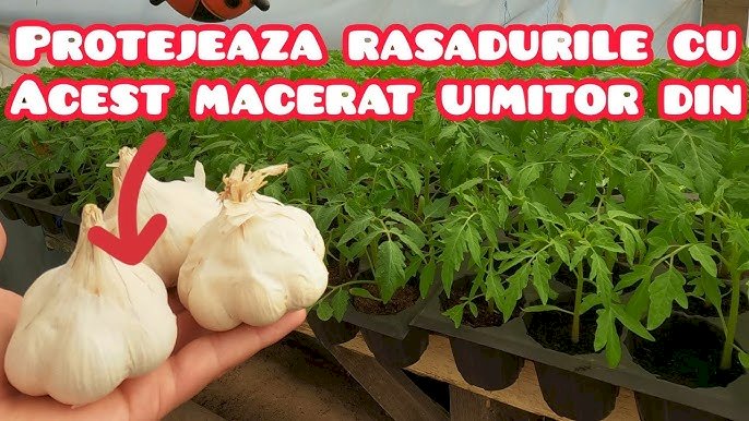Prepară un insecticid bio cu usturoi