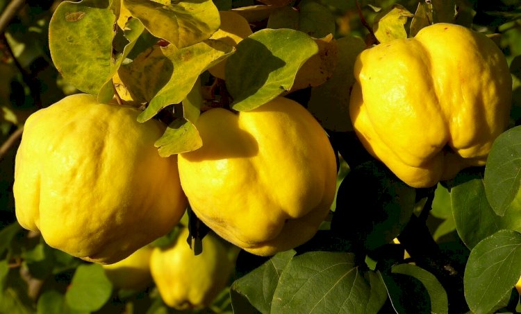 Gutuile, delicioase și sănătoase