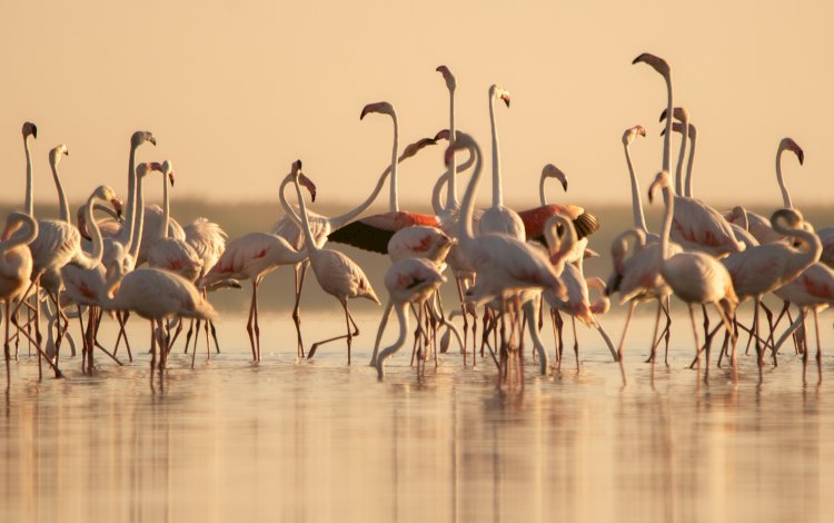 Flamingo pe Lacul Nuntași sau  întâlnirea cu rozul dimineții