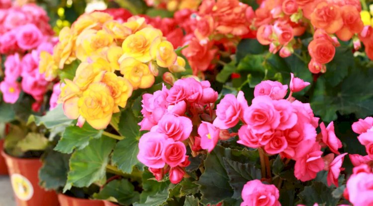 Begonia, informații și sfaturi de îngrijire