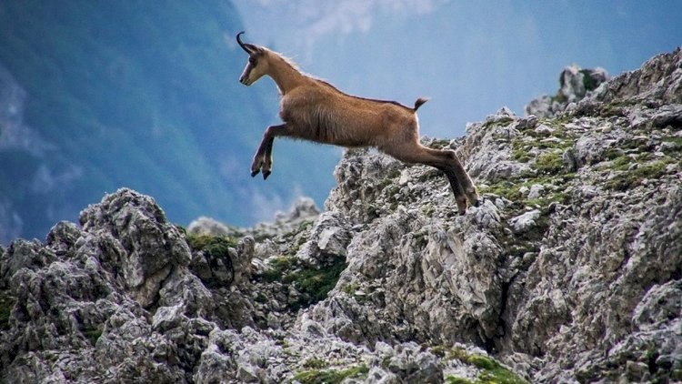 Capra, un animal inteligent
