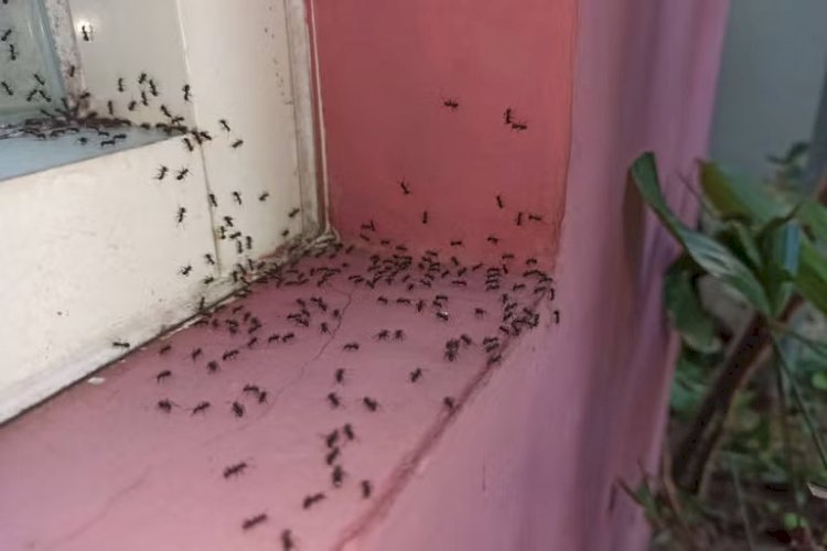 Cum scăpați în mod natural de insectele din locuință