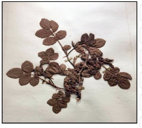 Ierbarul lui Rousseau și Doryanthes palmeri la Grădina Botanică din Geneva