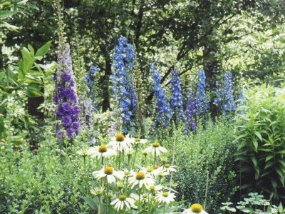 Nemțișorul (Delphinium)