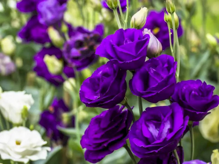 Eustoma (Lisianthus)