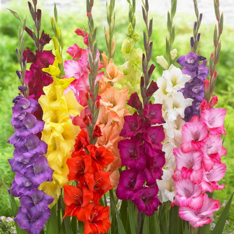 Gladiola - culoare și eleganță în grădina ta